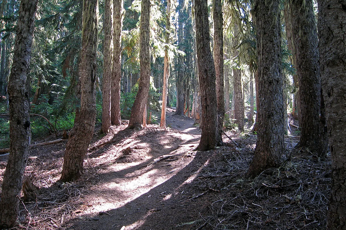 Narrow forest trail passing between mature trees