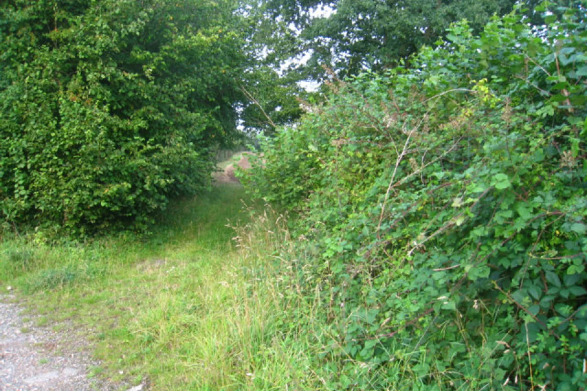 Overgrown route through dense brush and saplings