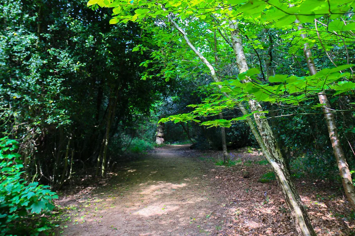 Wooded walking path through mature trees